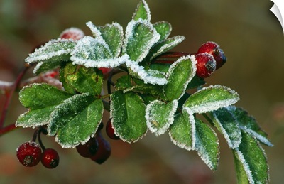 Frost On Multiflora Rose Plant With Berries