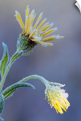 Frost on sunflower blossoms, soft focus close up, Michigan