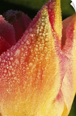 Frost On Tulip Flower