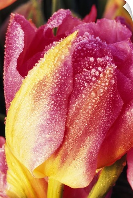 Frost On Tulip Flower