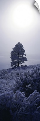 Frost Ponderosa Pine MT