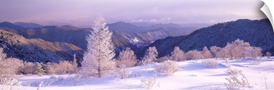 Frosted Trees (Utsukushigahara Plateau ) Nagano Japan