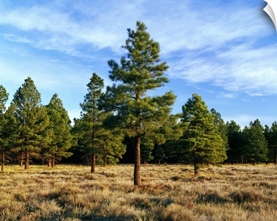 Frosted underbrush in ponderosa pine tree forest, Kaibab National Forest, Arizona
