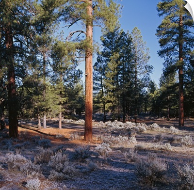 Frosted underbrush in ponderosa pine tree forest, Kaibab National Forest, Arizona