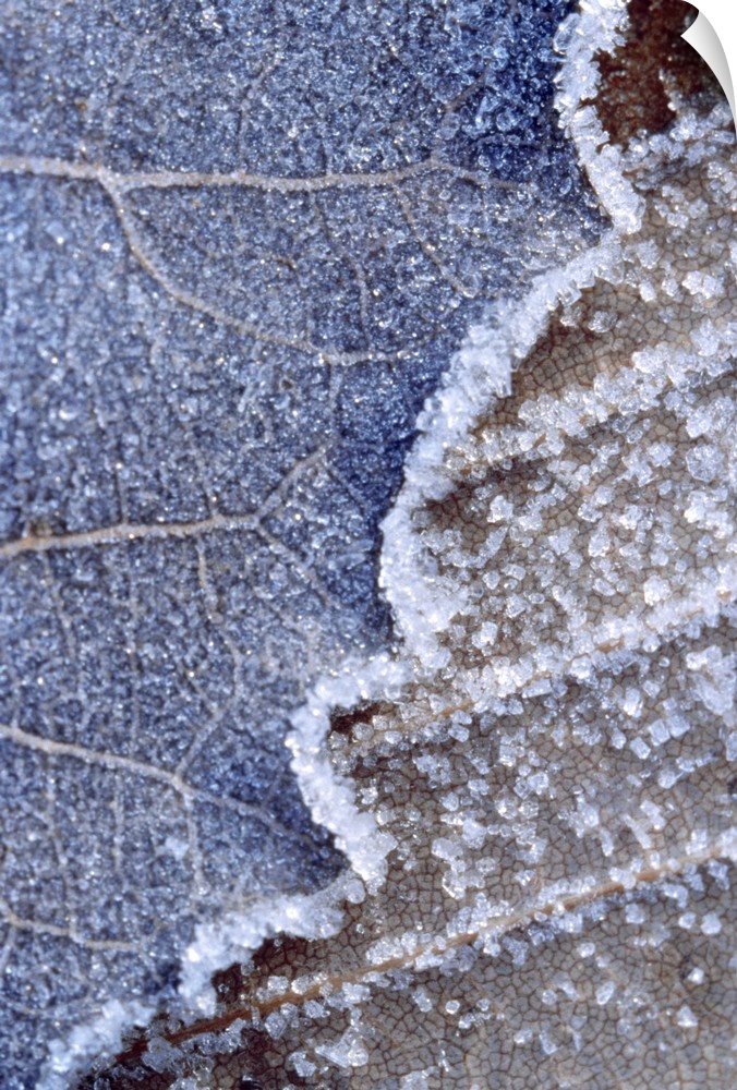 A closely taken photograph of a leaf that has been frozen. You can see tiny ice crystals on top the leaf.