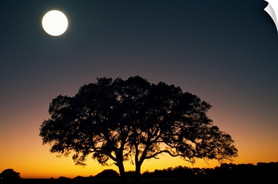 Full Moon Over Silhouetted Tree