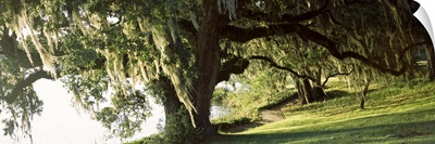 Garden at the riverside, Middleton Place, Charleston, Charleston County, South Carolina,