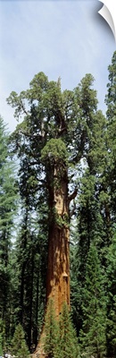 General Sherman Tree Sequoia National Park CA