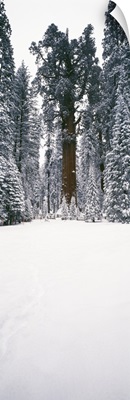 General Sherman trees in a snow covered landscape, Sequoia National Park, California