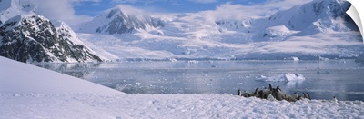 Gentoo penguins on a landscape, Neko Harbor, Antarctica