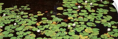 Georgia, Okefenokee National Wildlife Refuge, Suwannee Recreation Area, Water Lilies