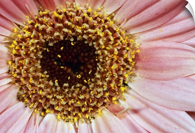Gerbera daisy flower blossom, detail.