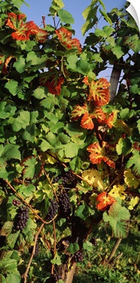 Germany, Lake Konstanz, Fresh grapes in the vineyard