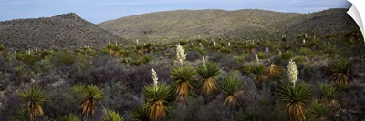 Giant Dagger Yuccas (Yucca carnerosana) in a field, Big Bend National Park, Texas,