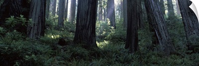 Giant Redwoods Redwood National Park CA