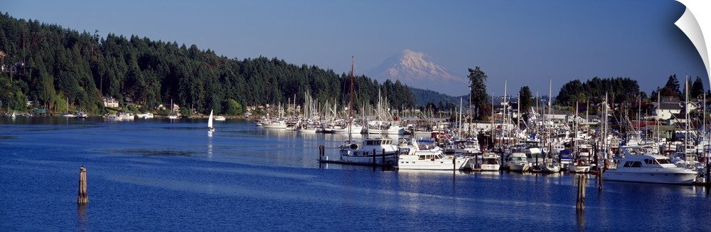 A collection of boats sit docked in the water to the right side of the picture with a thick pine forest lining the backside.