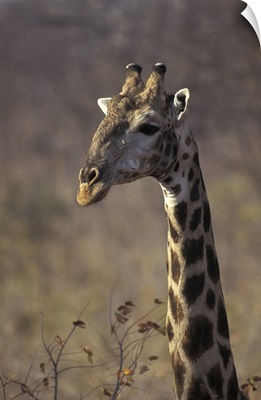 Giraffe in Zimbabwe