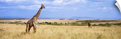 Giraffe Maasai Mara Kenya