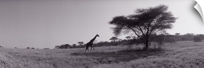Giraffe on the plains Kenya Africa