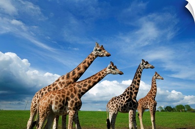 Giraffes in the Wildlife Park, County Cork, Ireland