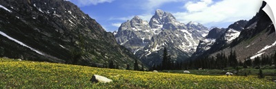 Glacier lilies in a field with mountains in background, Grand Teton National Park, Wyoming