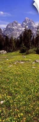 Glacier lilies on a field, North Folk Cascade Canyon, Grand Teton National Park, Wyoming