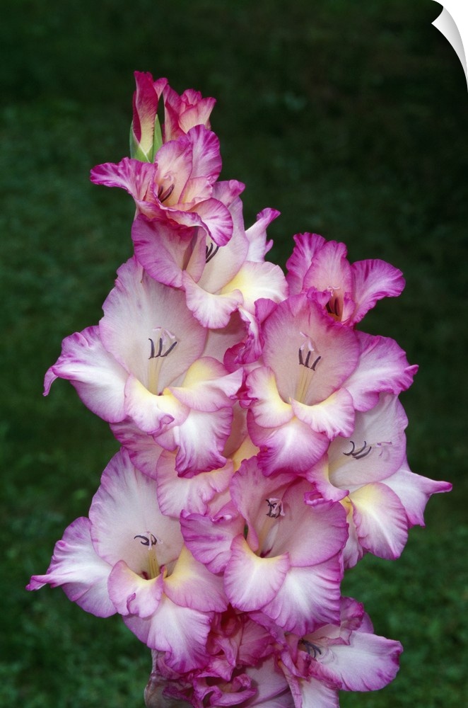 Gladiolus flowers blooming, close up, New York