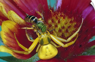 Goldenrod crab spider (Misumena vatia) with bee in blooming flower, close up, New York