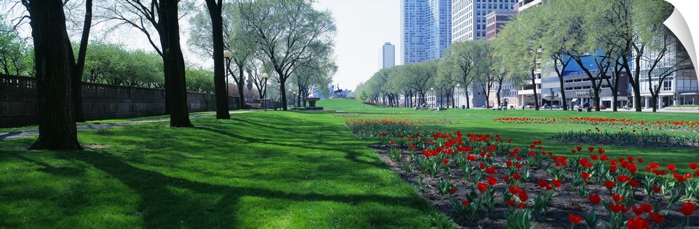 Wide angle view of planted flowers in a long open field that is lined by tall trees.