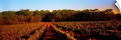 Grape vines in a vineyard, Leeuwin Estate, Margaret River, Western Australia, Australia