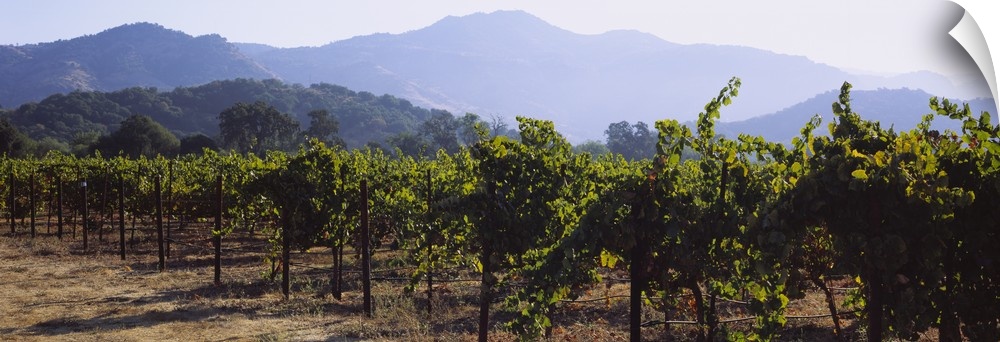 Landscape, large photograph of rows of grape vines in a vineyard, mountains in the background, in Napa Valley, California.