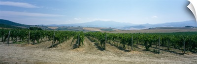 Grape vines in a vineyard, Tavernelle, Lunigiana, Tuscany, Italy