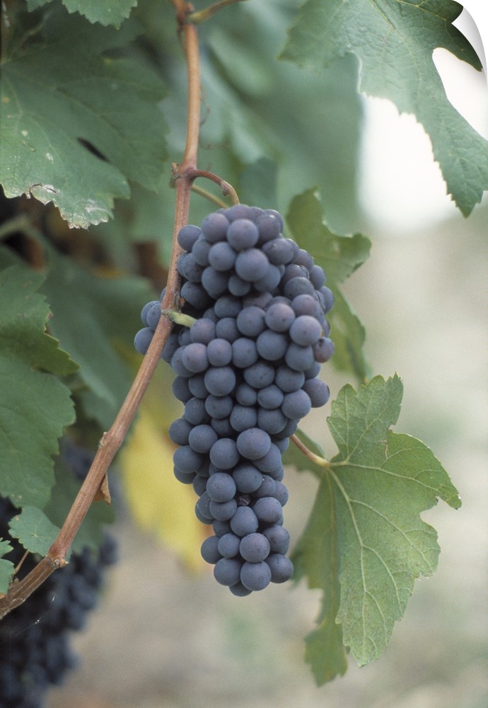 A bushel of wine grapes still on the vine are pictured closely.