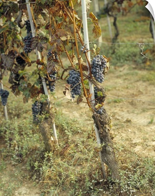 Grapes growing in a vineyard, Barbaresco DOCG, Piedmont, Italy