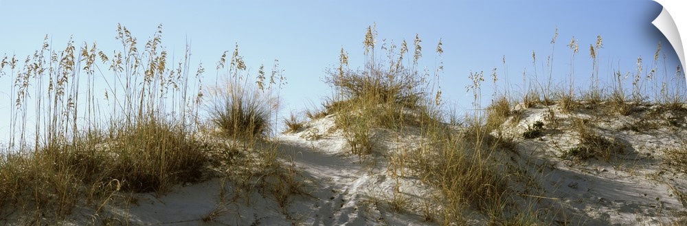 Wide angle photograph taken of grass on sand dunes with the sky pictured above.