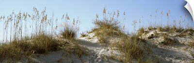 Grass on sand dunes, Anastasia State Park