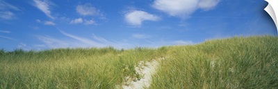 Grass On Sand Dunes, Cape Cod, Massachusetts