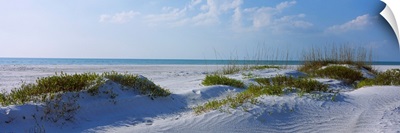 Grass on the beach, Lido Beach, Lido Key, Sarasota, Florida