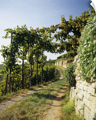 Gravel road passing through vineyards, Muhlhausen, Vaihingen An Der Enz, Baden-Wurttemberg, Germany