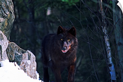 Gray or timber wolf (Canis lupus) on cliff.
