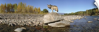 Gray Wolf Glacier National Park MT
