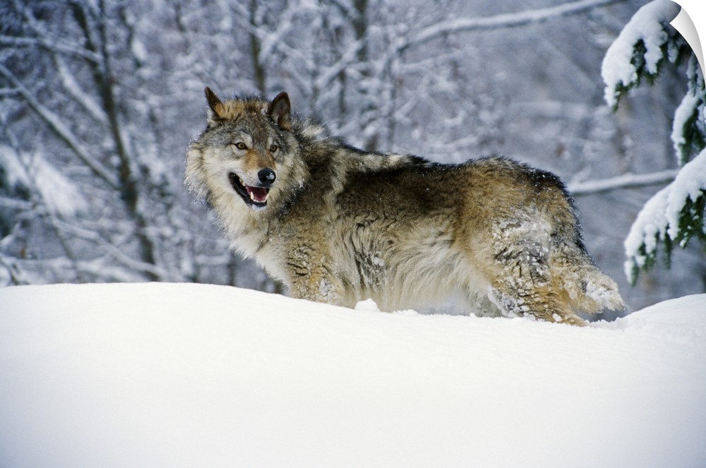 Landscape, big photograph of a gray wolf standing in a snow bank, surrounded by snow covered trees, in Montana.