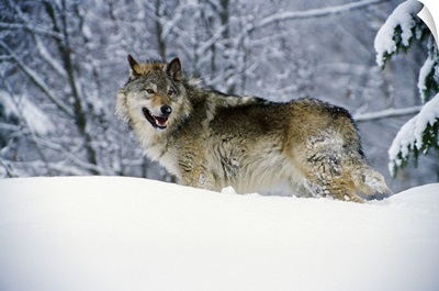 Gray wolf in snow, Montana