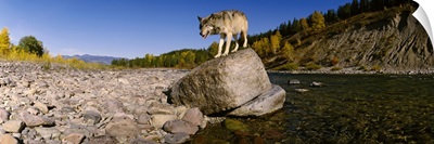 Gray wolf standing on a rock at the riverbank, North Fork Flathead River, Glacier National Park, Montana, (Canis lupus)