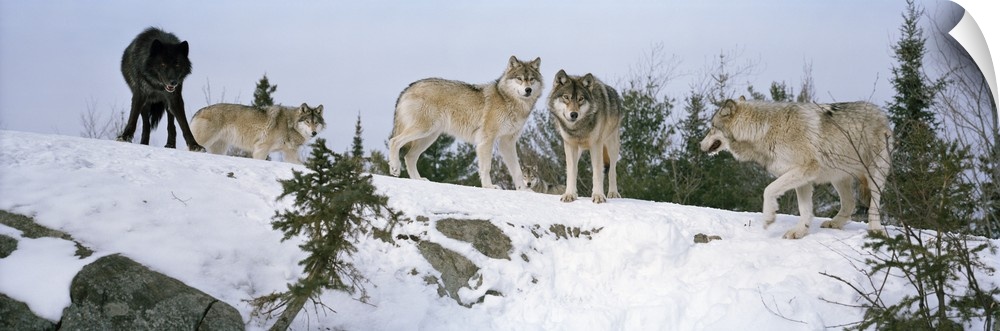 A pack of five wolves, four gray and one black, standing at the top of a snowy hill in the winter, peering over the edge.