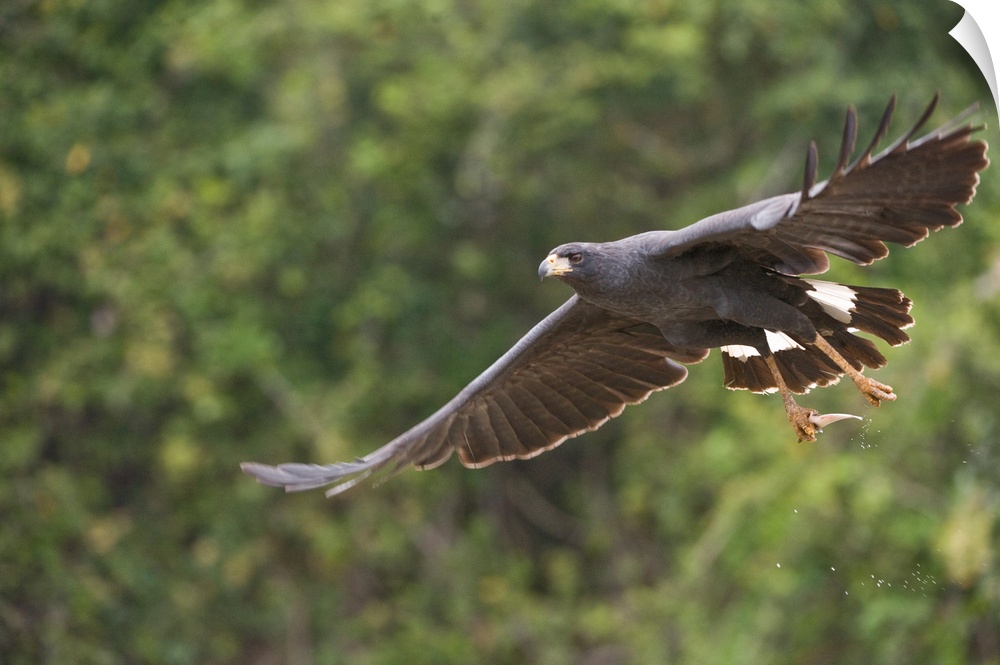 Great Black hawk Buteogallus urubitinga in flight Three Brothers River Meeting of the Waters State Park Pantanal Wetlands ...