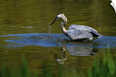 Great blue heron fishing in water, Ohio