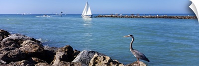 Great Blue Heron perching on a rocks, South Jetty, Venice, Sarasota County, Florida