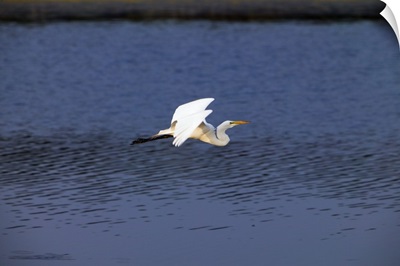 Great egret bird (Ardea alba) flying low over water, profile, Huntington Beach State Park, South Carolina