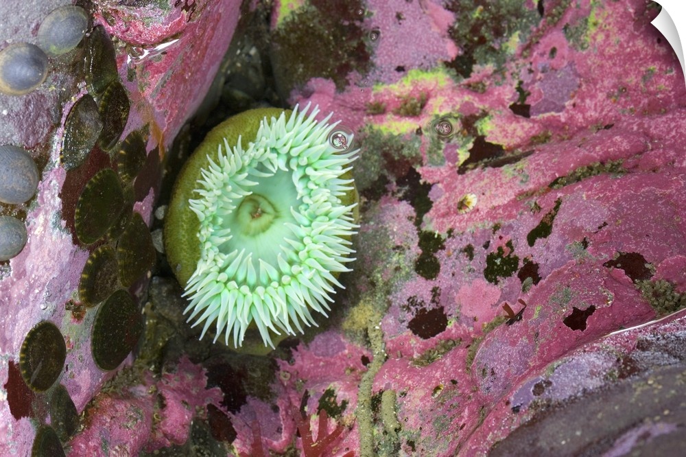 Green Anemone Among Colorful Coral